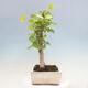 Vonkajší bonsai - Jinan dvojlaločný - Ginkgo biloba - 4/4