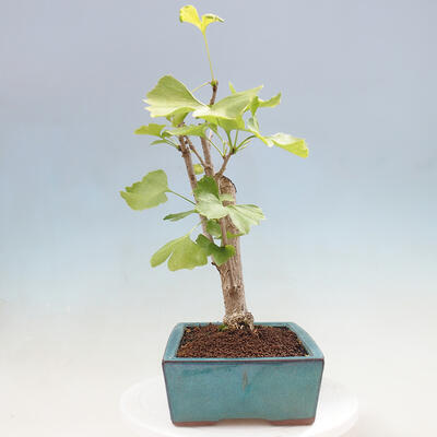 Vonkajší bonsai - Jinan dvojlaločný - Ginkgo biloba - 4