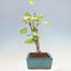 Vonkajší bonsai - Jinan dvojlaločný - Ginkgo biloba - 4/4