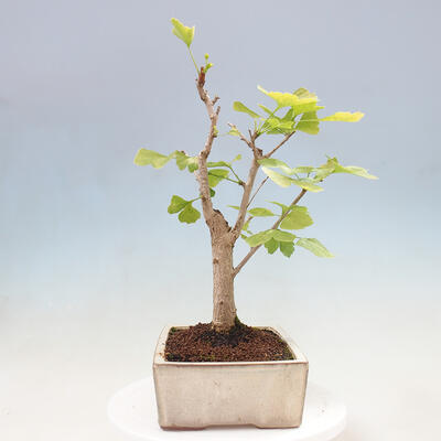 Vonkajší bonsai - Jinan dvojlaločný - Ginkgo biloba - 4