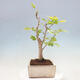 Vonkajší bonsai - Jinan dvojlaločný - Ginkgo biloba - 4/4