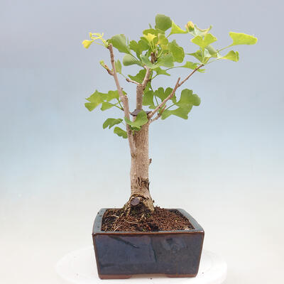 Vonkajší bonsai - Jinan dvojlaločný - Ginkgo biloba - 4