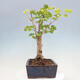 Vonkajší bonsai - Jinan dvojlaločný - Ginkgo biloba - 4/4