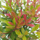 Izbová Syzygium bonsai -Pimentovník - 4/4