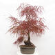 Vonkajší bonsai - Javor dlanitolistý - Acer palmatum RED PYGMY - 4/6