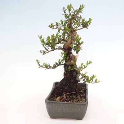 Izbová bonsai - Myrtus communis - Myrta obyčajná - 4