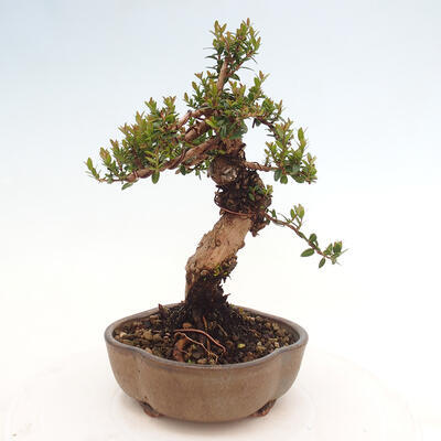 Izbová bonsai - Myrtus communis - Myrta obyčajná - 4