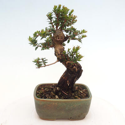 Izbová bonsai - Myrtus communis - Myrta obyčajná - 4