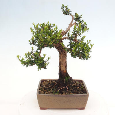 Izbová bonsai - Myrtus communis - Myrta obyčajná - 4