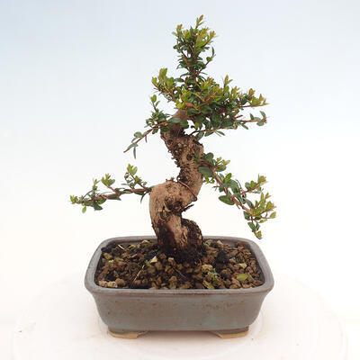 Izbová bonsai - Myrtus communis - Myrta obyčajná - 4