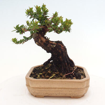 Izbová bonsai - Myrtus communis - Myrta obyčajná - 4