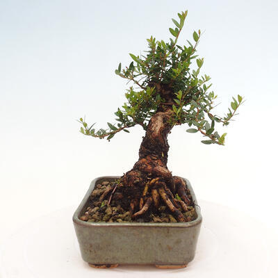 Izbová bonsai - Myrtus communis - Myrta obyčajná - 4