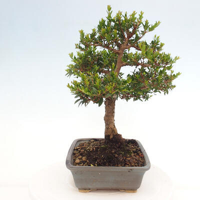 Izbová bonsai - Myrtus communis - Myrta obyčajná - 4