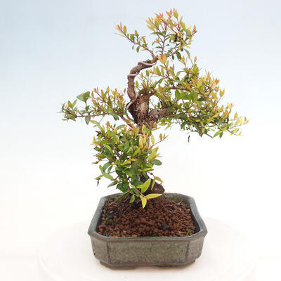 Izbová bonsai - Myrtus communis - Myrta obyčajná - 4