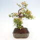 Izbová bonsai - Myrtus communis - Myrta obyčajná - 4/5