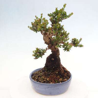 Izbová bonsai - Myrtus communis - Myrta obyčajná - 4