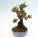 Izbová bonsai - Myrtus communis - Myrta obyčajná - 4/5