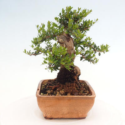 Izbová bonsai - Myrtus communis - Myrta obyčajná - 4