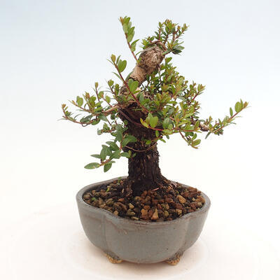 Izbová bonsai - Myrtus communis - Myrta obyčajná - 4