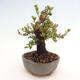 Izbová bonsai - Myrtus communis - Myrta obyčajná - 4/5