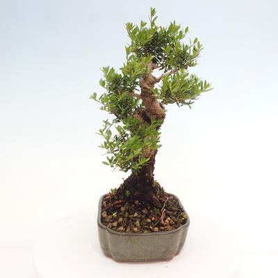 Izbová bonsai - Myrtus communis - Myrta obyčajná - 4