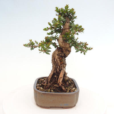 Izbová bonsai - Myrtus communis - Myrta obyčajná - 4