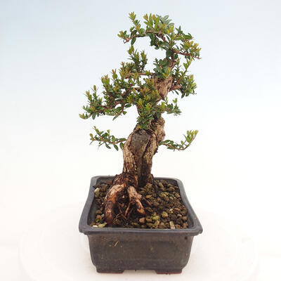 Izbová bonsai - Myrtus communis - Myrta obyčajná - 4