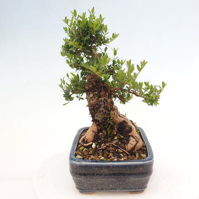 Izbová bonsai - Myrtus communis - Myrta obyčajná - 4