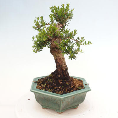 Izbová bonsai - Myrtus communis - Myrta obyčajná - 4