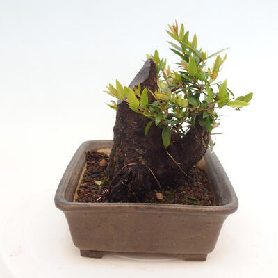 Izbová bonsai - Myrtus communis - Myrta obyčajná - 4