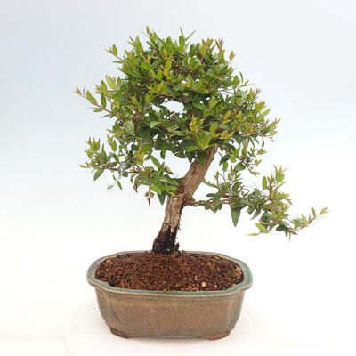 Izbová bonsai - Myrtus communis - Myrta obyčajná - 4