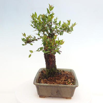 Izbová bonsai - Myrtus communis - Myrta obyčajná - 4