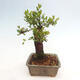 Izbová bonsai - Myrtus communis - Myrta obyčajná - 4/5