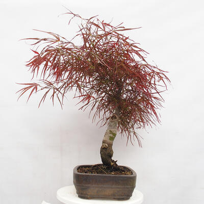 Vonkajší bonsai - Javor dlanitolistý - Acer palmatum RED PYGMY - 4