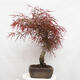 Vonkajší bonsai - Javor dlanitolistý - Acer palmatum RED PYGMY - 4/6