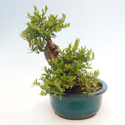 Izbová bonsai - Myrtus communis - Myrta obyčajná - 4