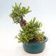 Izbová bonsai - Myrtus communis - Myrta obyčajná - 4/5