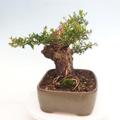 Izbová bonsai - Myrtus communis - Myrta obyčajná - 4