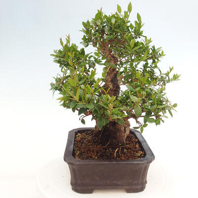 Izbová bonsai - Myrtus communis - Myrta obyčajná - 4