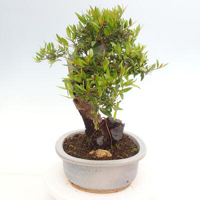 Izbová bonsai - Myrtus communis - Myrta obyčajná - 4