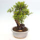 Izbová bonsai - Myrtus communis - Myrta obyčajná - 4/5