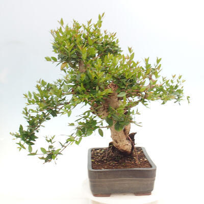 Izbová bonsai - Myrtus communis - Myrta obyčajná - 4