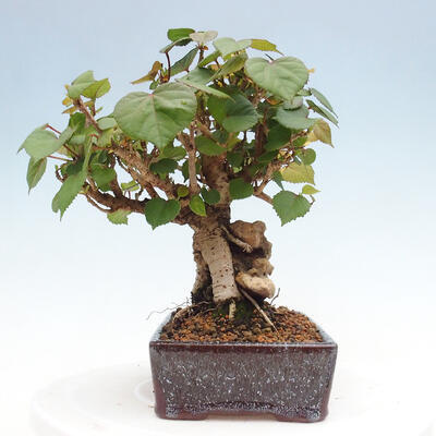 Izbová bonsai - Hibiscus tiliaceus - Ibištek lipovitý, morský - 4