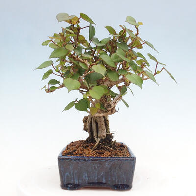 Izbová bonsai - Hibiscus tiliaceus - Ibištek lipovitý, morský - 4