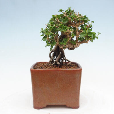 Izbová bonsai - Premna serratifolia - Kozlovoň malolistá - 4