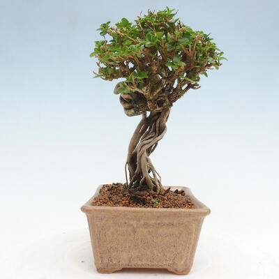 Izbová bonsai - Premna serratifolia - Kozlovoň malolistá - 4