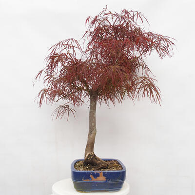 Vonkajší bonsai - Javor dlanitolistý - Acer palmatum RED PYGMY - 4