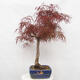 Vonkajší bonsai - Javor dlanitolistý - Acer palmatum RED PYGMY - 4/6