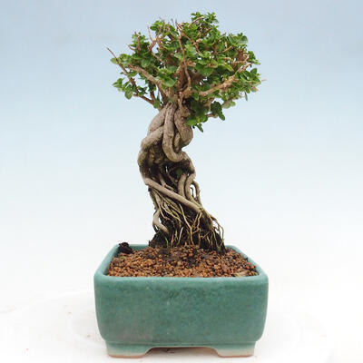 Izbová bonsai - Premna serratifolia - Kozlovoň malolistá - 4