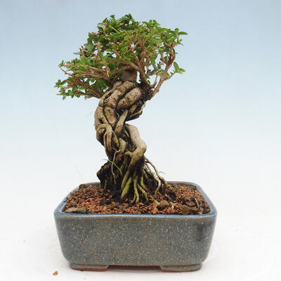 Izbová bonsai - Premna serratifolia - Kozlovoň malolistá - 4